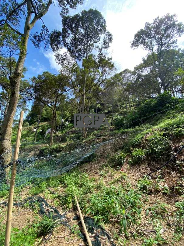 8.5 Acre Premium Freehold Hill Durian Orchard with Direct Concrete Road Access in Balik Pulau